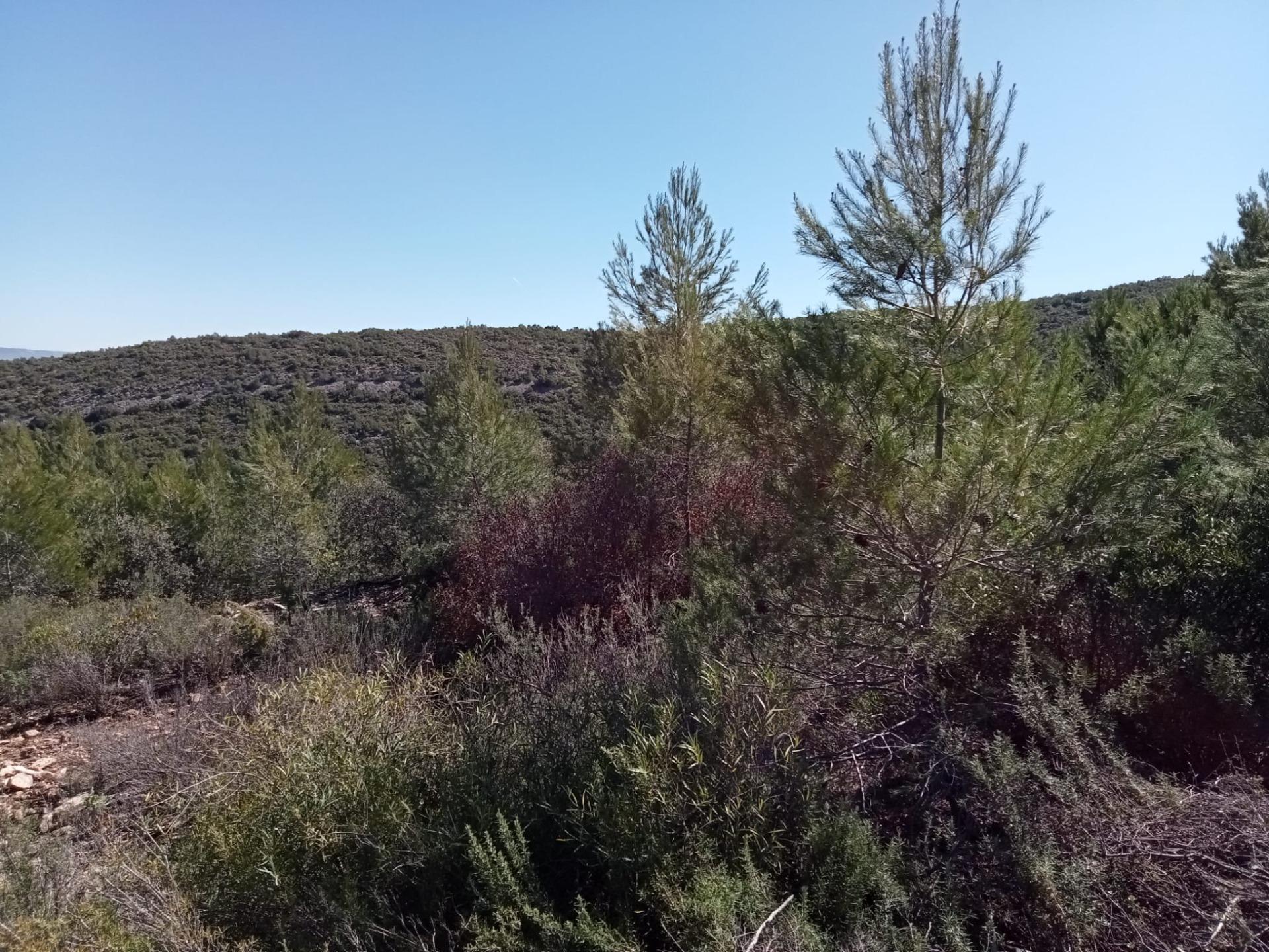 Parcela
