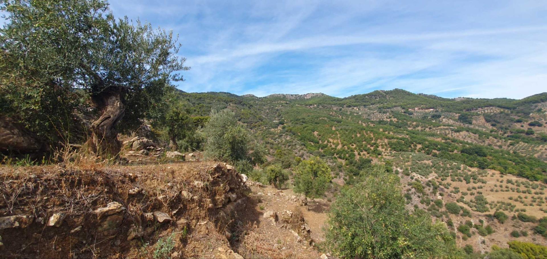 Monte